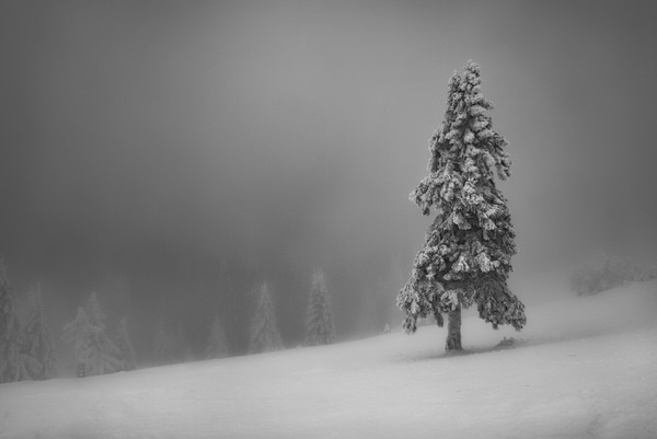 Photograph Zsolt Andras Szabo Stand Out on One Eyeland