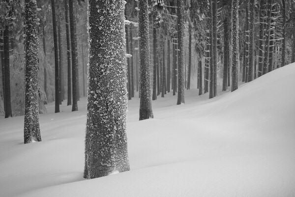 Photograph Zsolt Andras Szabo Winter Forest on One Eyeland