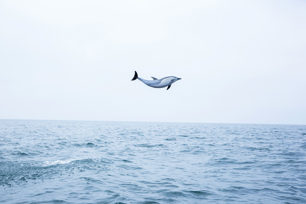 Photograph Woods Wheatcroft Dolphin In Flight on One Eyeland