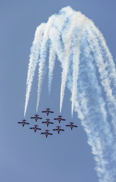 Photograph Cosmo Condina Snowbirds on One Eyeland