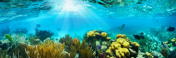 Photograph Craig Bill Reefquest on One Eyeland