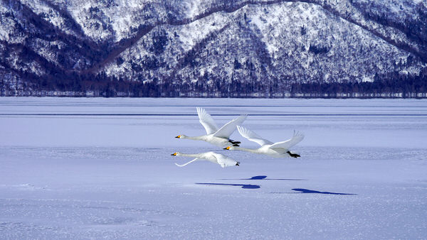 Photograph Chinfa Tzeng Frozen Swan Lake on One Eyeland