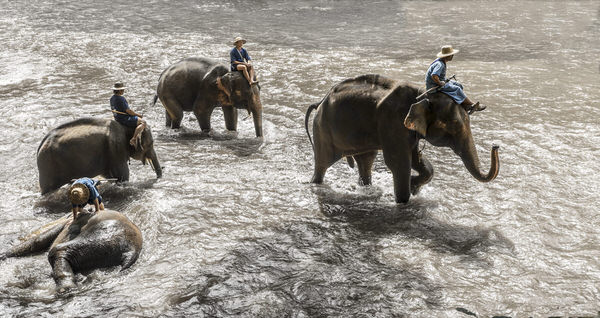 Photograph Eugenia Kyriakopoulou Elephant Shower on One Eyeland