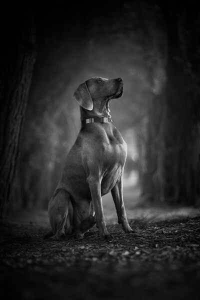 Photograph Alexandre Marques Keeper on One Eyeland