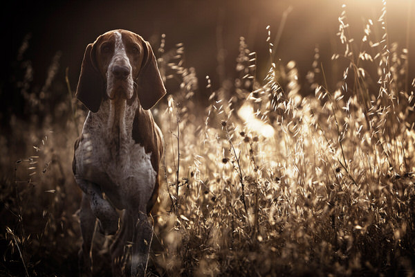 Photograph Alexandre Marques Caju on One Eyeland