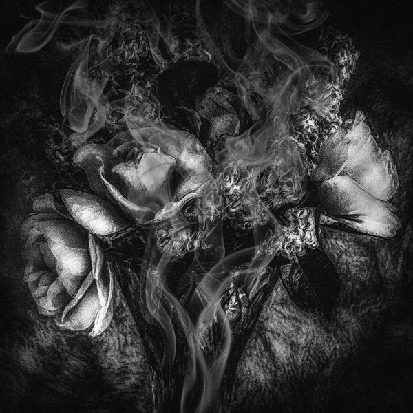 Photograph Gus Fine Art Someke Roses on One Eyeland