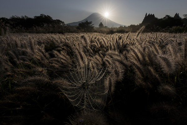 Photograph Kousuke Kitajima Shining Spider Web on One Eyeland
