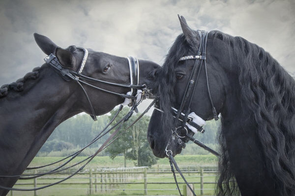 Photograph Carola Kayen Mouthaan Two Best Friend Saying Goodbye on One Eyeland