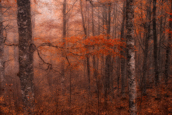 Photograph Jorge Gonzalez Herrera Red on One Eyeland