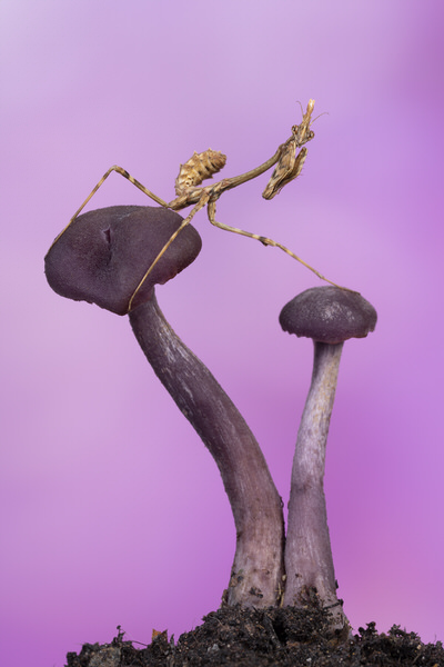 Photograph Angi Wallace Conehead Mantis On Amethyst Deciever Mushrooms on One Eyeland