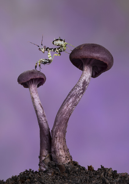 Photograph Angi Wallace Spiny Flower Mantis On Amethyst Deceiver Mushrooms on One Eyeland