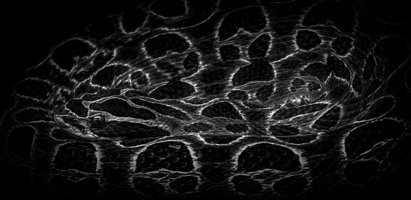 Photograph Yoshitaka Aida Snake on One Eyeland