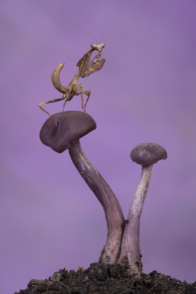 Photograph Angi Wallace Dead Leaf Mantis On Amethyst Deceiver Mushrooms on One Eyeland
