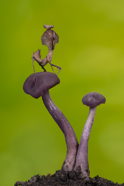 Photograph Angi Wallace Dead Leaf Mantis on One Eyeland