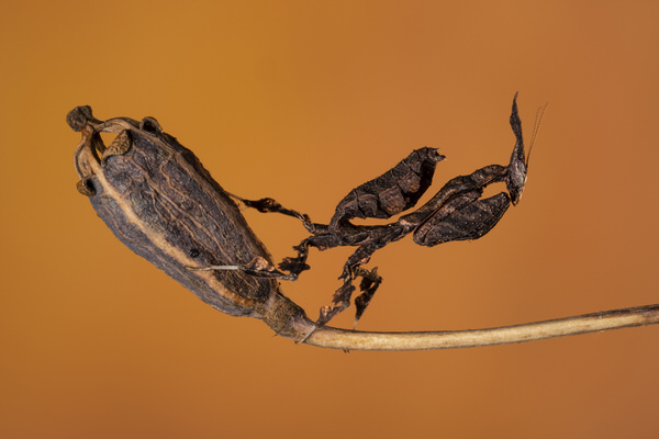Photograph Angi Wallace Ghost Mantis on One Eyeland