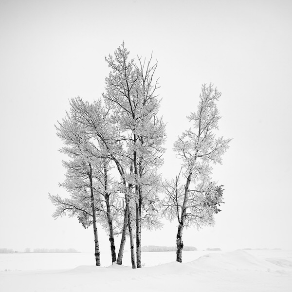 Photograph Marc Koegel Trees With Hoarfrost on One Eyeland