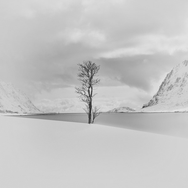 Photograph Marc Koegel Lofoten Tree on One Eyeland
