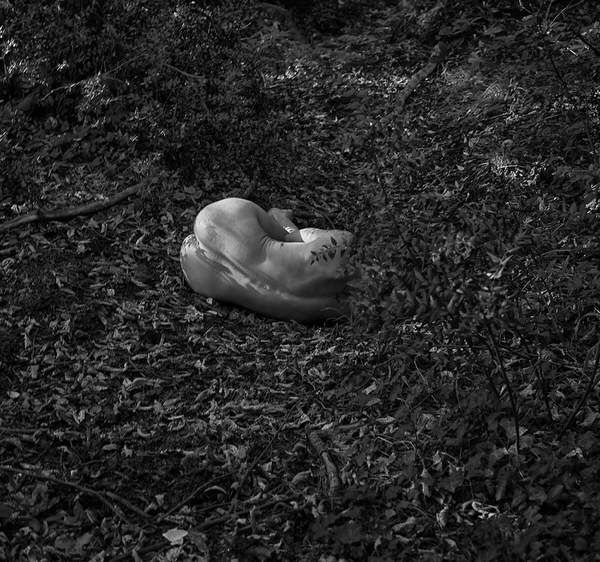Photograph Fittipaldi Irene The Secret Life Of Trees on One Eyeland