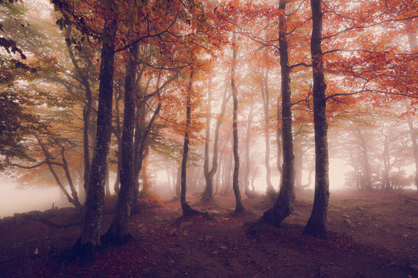 Photograph Fran Jungen Autumn Mist on One Eyeland