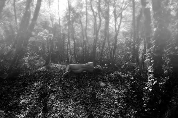 Photograph Fittipaldi Irene The Secret Life Of Trees on One Eyeland