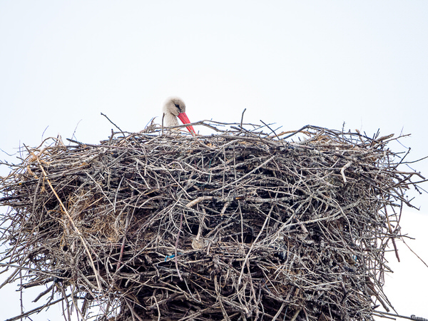 Photograph Marius Surleac Nesting on One Eyeland