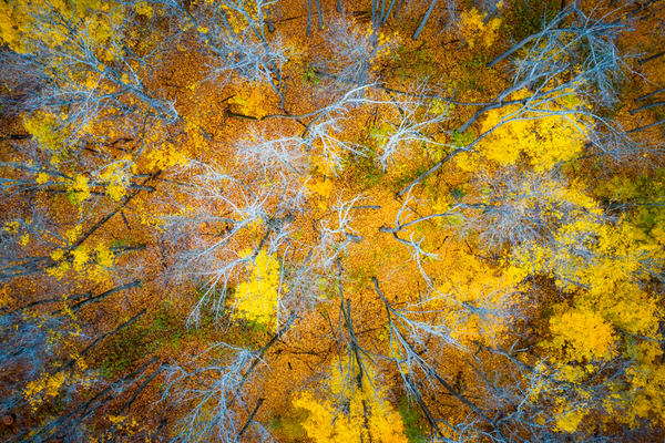 Photograph Marko Radovanovic Fallen on One Eyeland