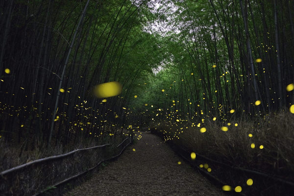 Photograph Kousuke Kitajima Bamboo Forest Jewel on One Eyeland