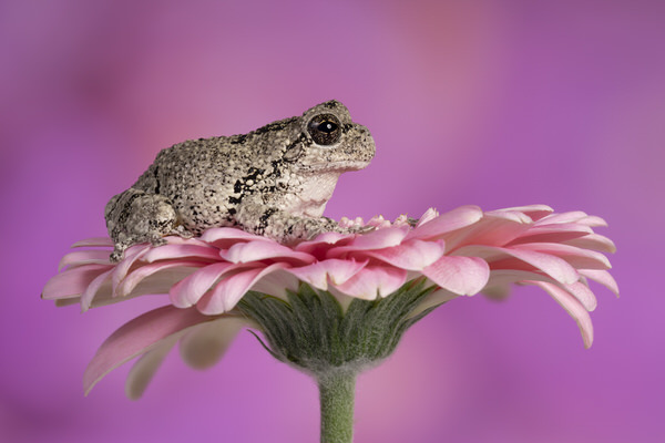 Photograph Angi Wallace Grays Tree Frog on One Eyeland