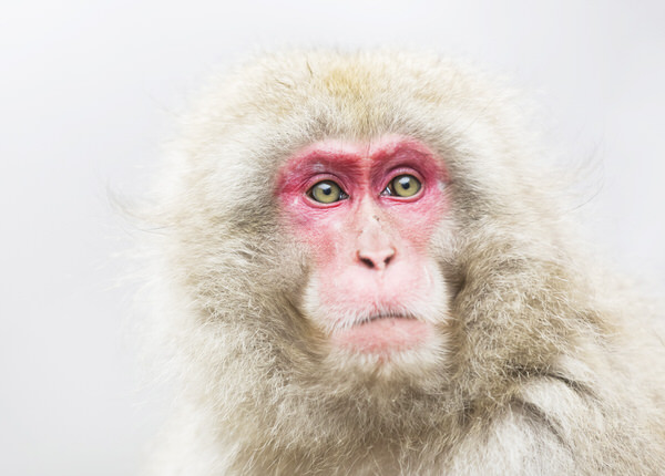 Photograph Kousuke Kitajima Face on One Eyeland