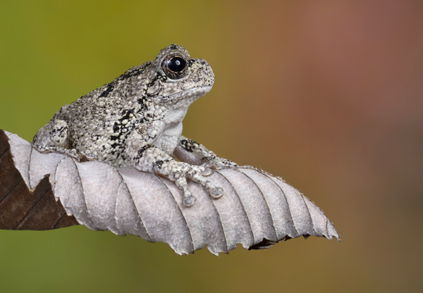 Photograph Angi Wallace Grays Tree Frog on One Eyeland