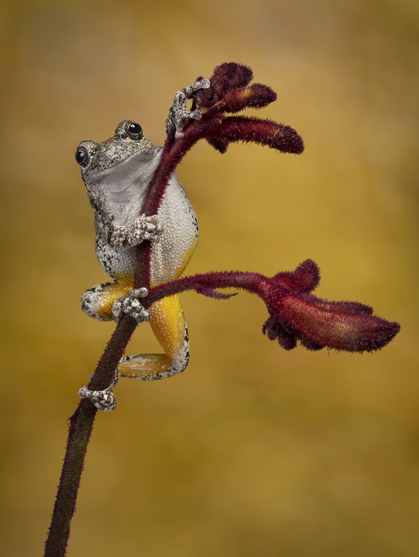 Photograph Angi Wallace Grays Tree Frog on One Eyeland