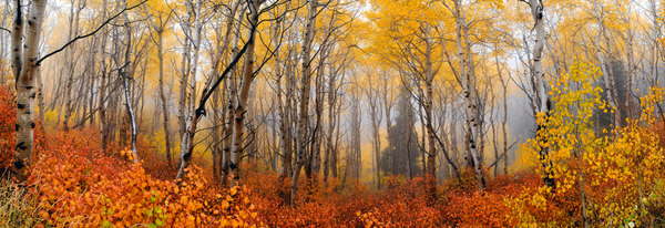 Photograph Peter Lik Autumn Mist on One Eyeland