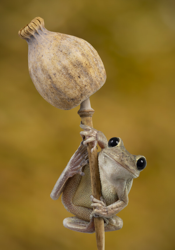 Photograph Angi Wallace Cuban Tree Frog On Poppy Seed Head on One Eyeland