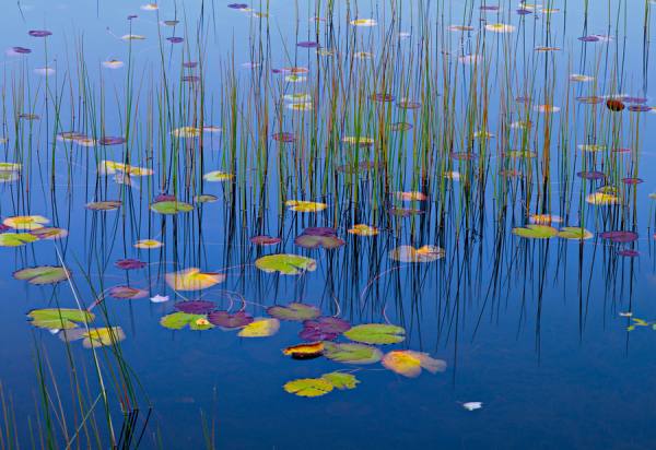 Photograph Peter Lik Lilies Of The Pond on One Eyeland
