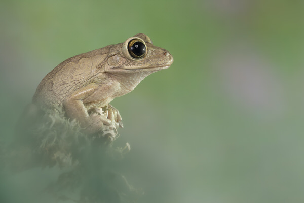 Photograph Angi Wallace Cuban Tree Frog on One Eyeland