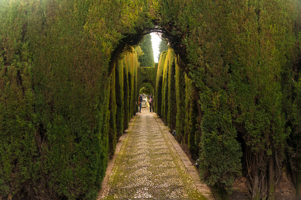 Photograph A Tamboly Andalucian Garden on One Eyeland