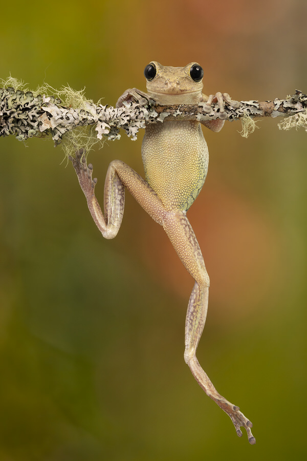 Photograph Angi Wallace The Happy Frog on One Eyeland