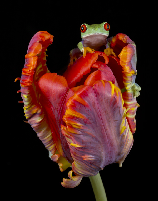 Photograph Angi Wallace Red Eyed Tree Frog On Parrot Tulip on One Eyeland