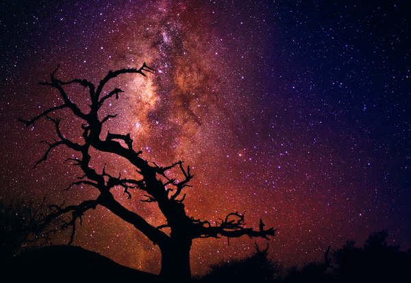 Photograph Peter Lik Tree Of The Universe on One Eyeland