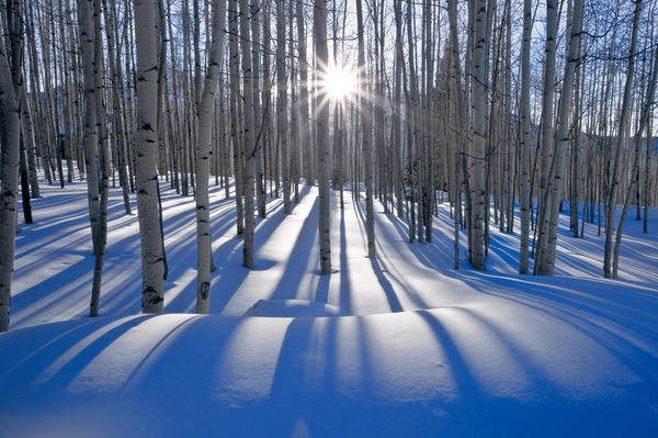 Photograph Peter Lik Sunset Birches on One Eyeland