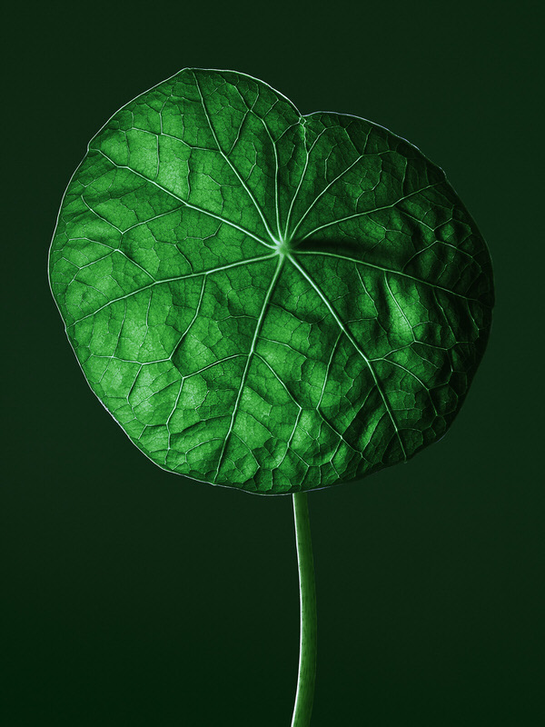 Photograph Tal Silverman Nasturtium on One Eyeland