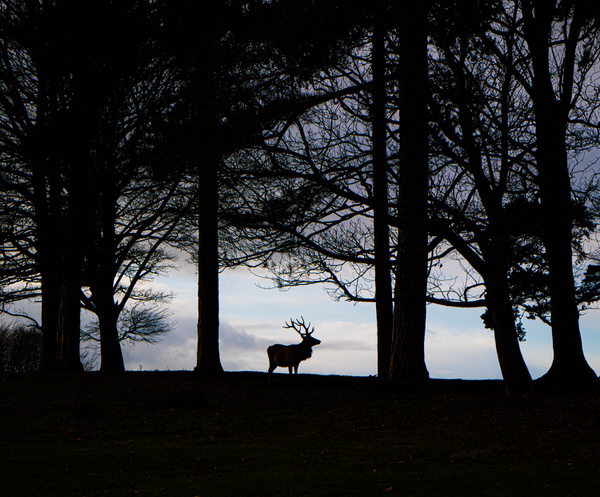 Photograph Jonathan Oakes Proud Stag on One Eyeland