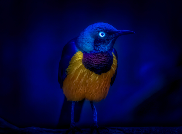Photograph Yoshitaka Aida A Bird on One Eyeland