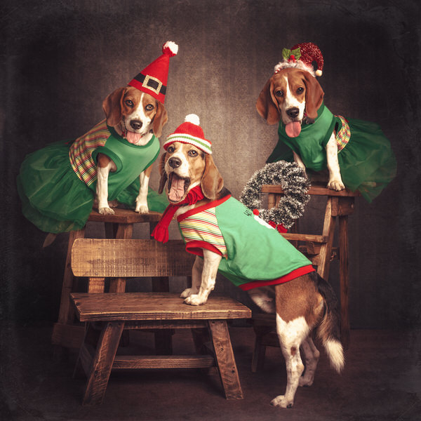 Photograph Paola Massa Jingle Bells on One Eyeland