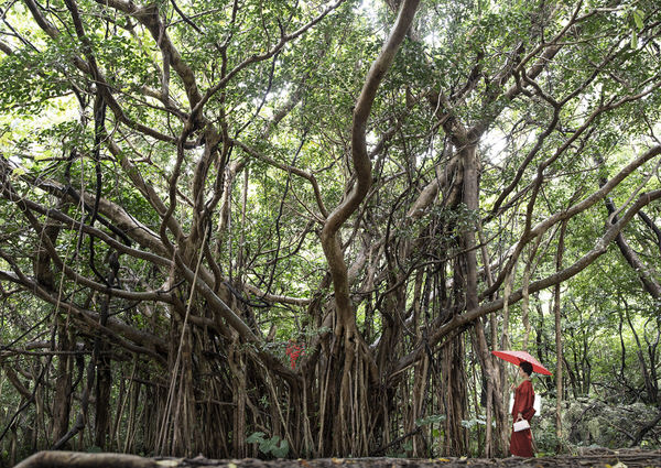 Photograph Kazutoshi Kawakami In Search Of Red Fruit on One Eyeland
