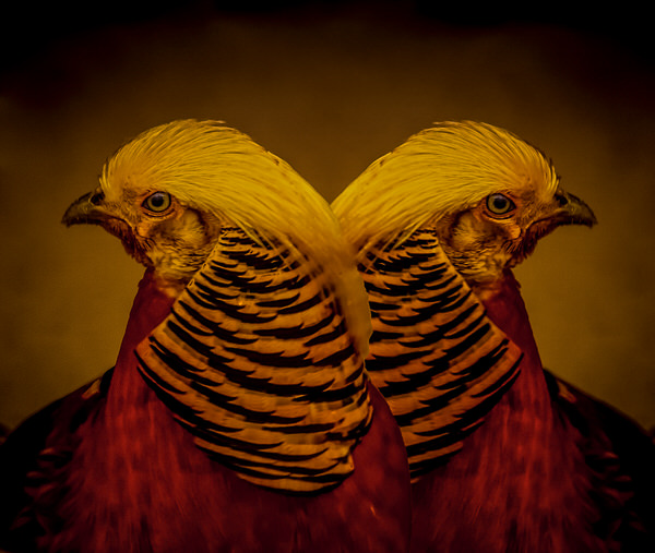 Photograph Yoshitaka Aida Bird on One Eyeland