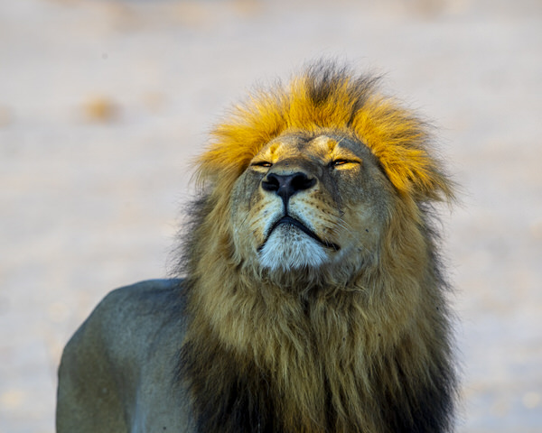 Photograph Rolf  Strand Lion on One Eyeland