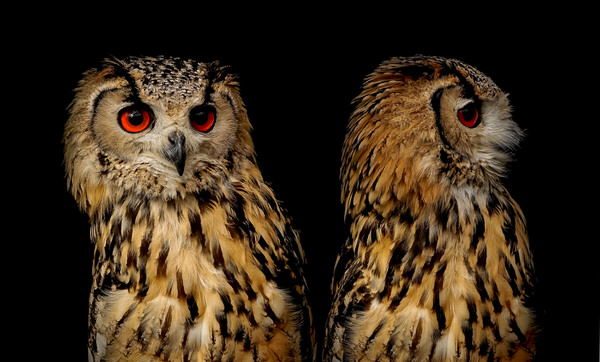 Photograph Yoshitaka Aida Owl on One Eyeland