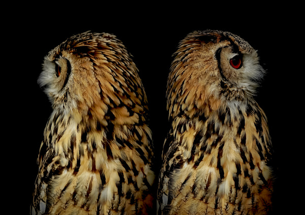 Photograph Yoshitaka Aida Owl on One Eyeland