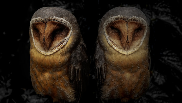 Photograph Yoshitaka Aida Owl on One Eyeland